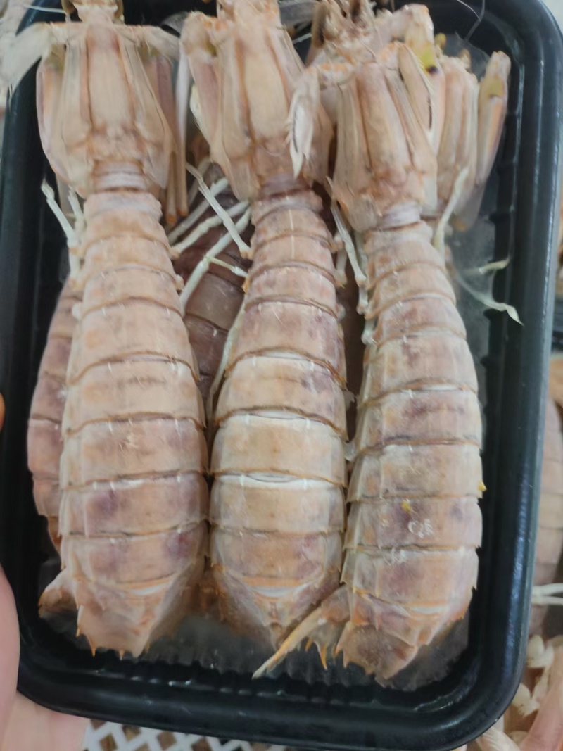 北海皮皮虾濑尿虾大膏虾长期供应质量稳定