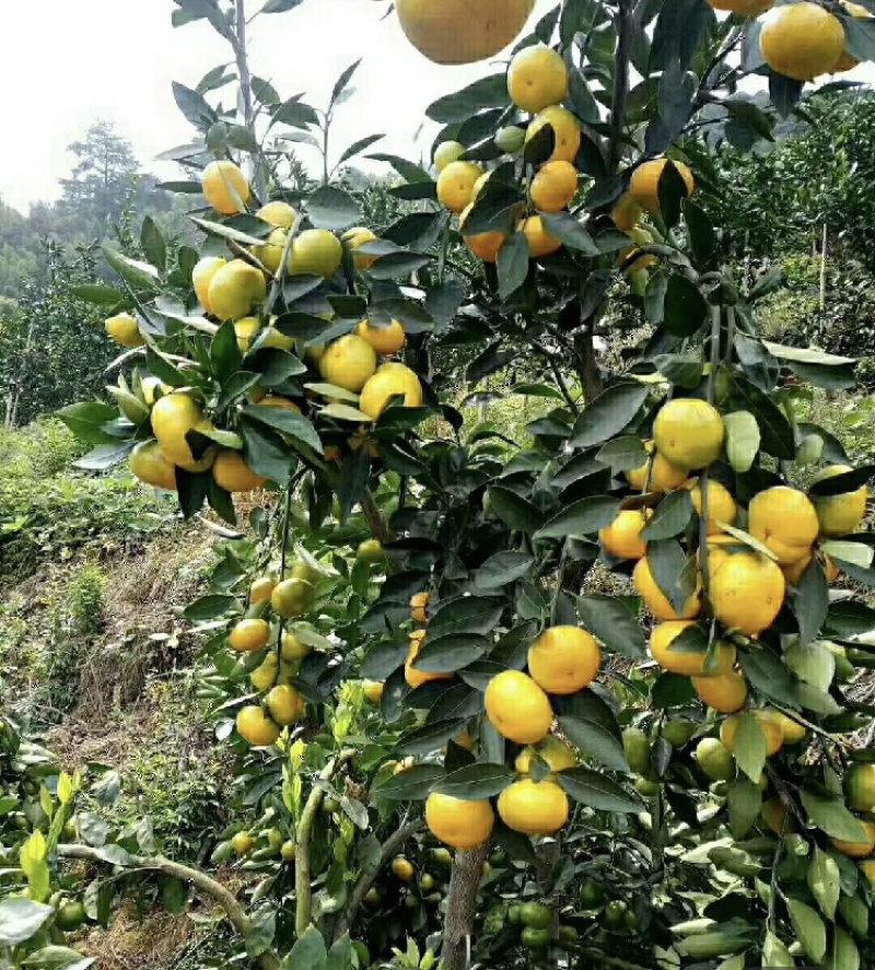 云南蜜橘电商，社区团购，商超，出口外贸各大批发市场