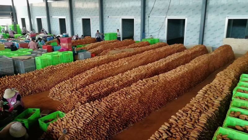 云南灰薯高原种植粉糯香甜无丝耐存储烤薯蒸煮大量上市