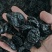 无核西梅，西梅肉大量供应，支持零售批发，量大从优，可定制