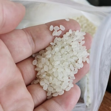 珍珠米陈米（食用大米）