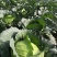精品莲花白甘蓝包菜货源充足量大从优质量保证欢迎咨询