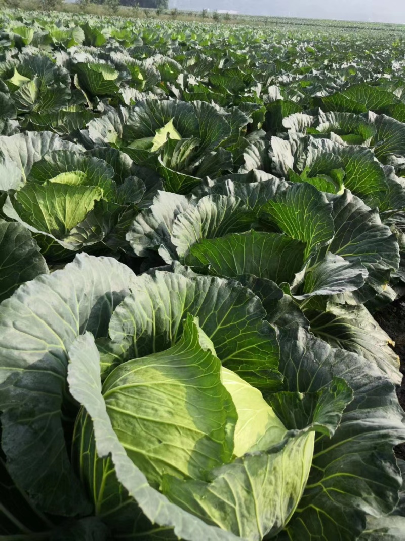 精品莲花白甘蓝包菜货源充足量大从优质量保证欢迎咨询