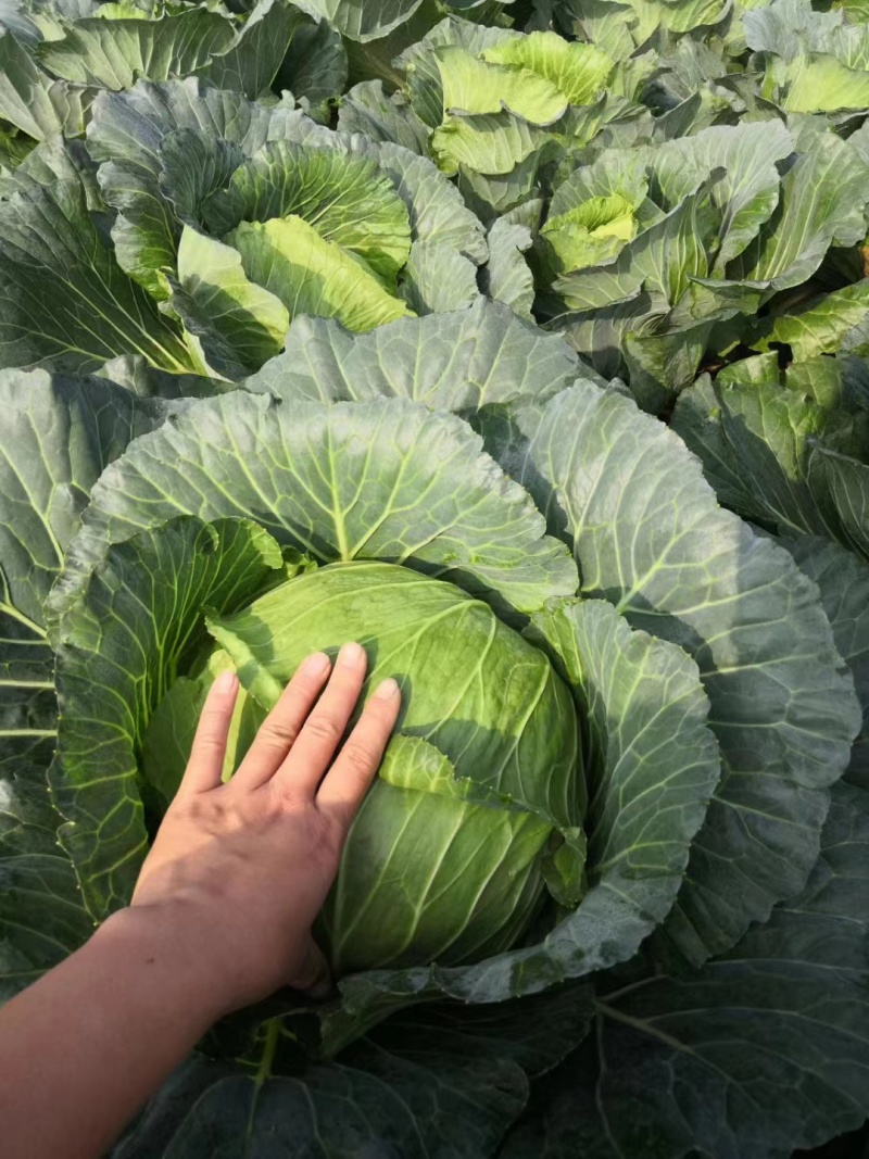 精品莲花白甘蓝包菜货源充足量大从优质量保证欢迎咨询