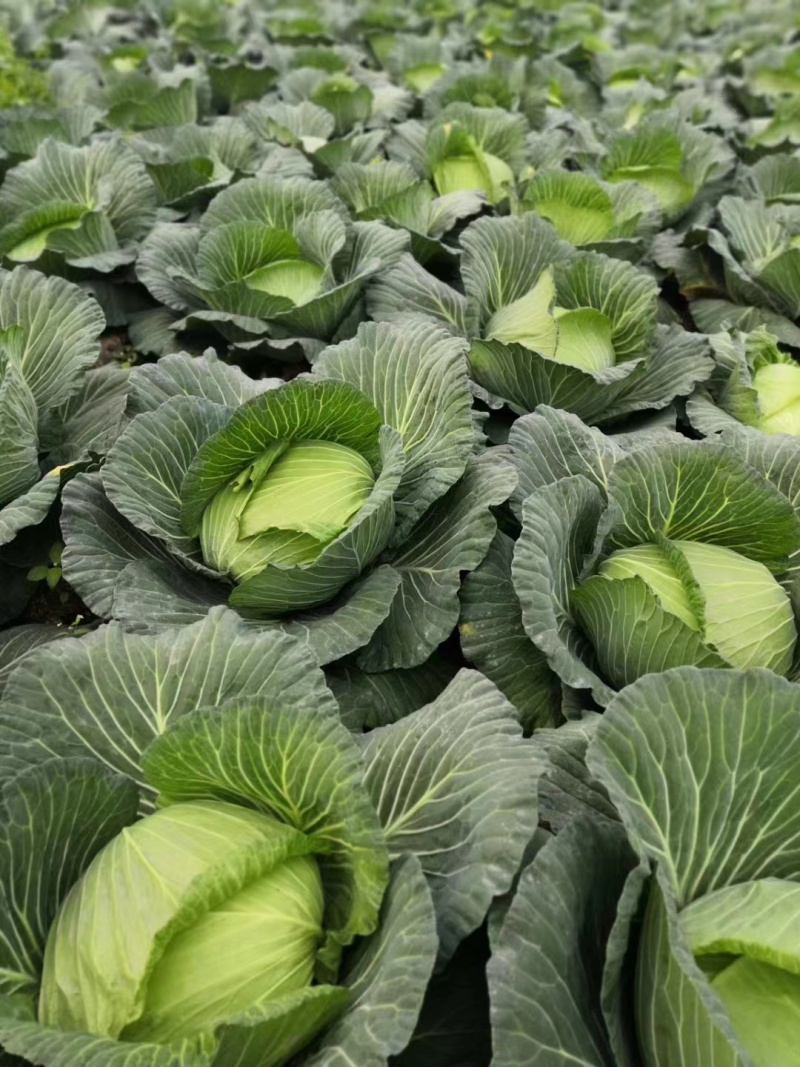 精品莲花白甘蓝包菜货源充足量大从优质量保证欢迎咨询