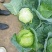 精品莲花白甘蓝包菜货源充足量大从优质量保证欢迎咨询