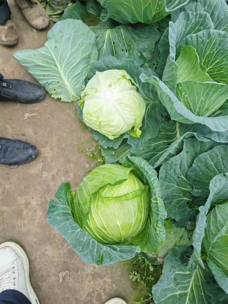 精品莲花白甘蓝包菜货源充足量大从优质量保证欢迎咨询