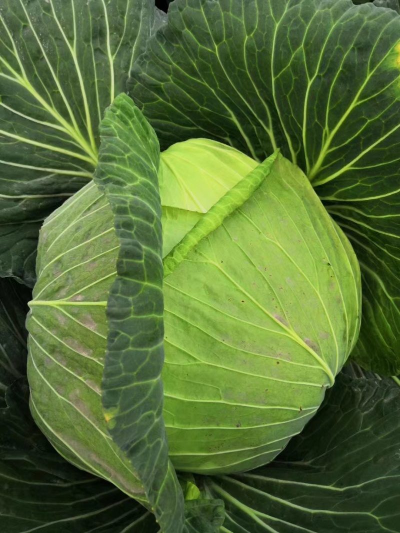精品莲花白甘蓝包菜货源充足量大从优质量保证欢迎咨询
