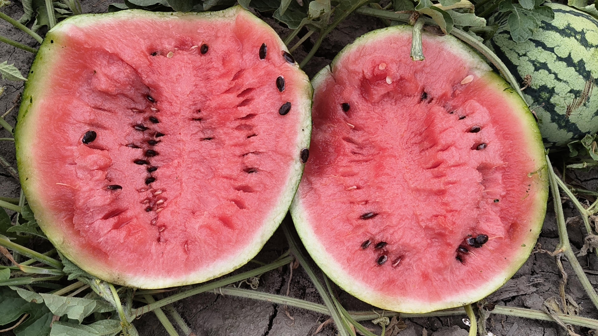 一杯鲜榨西瓜汁与切开的西瓜