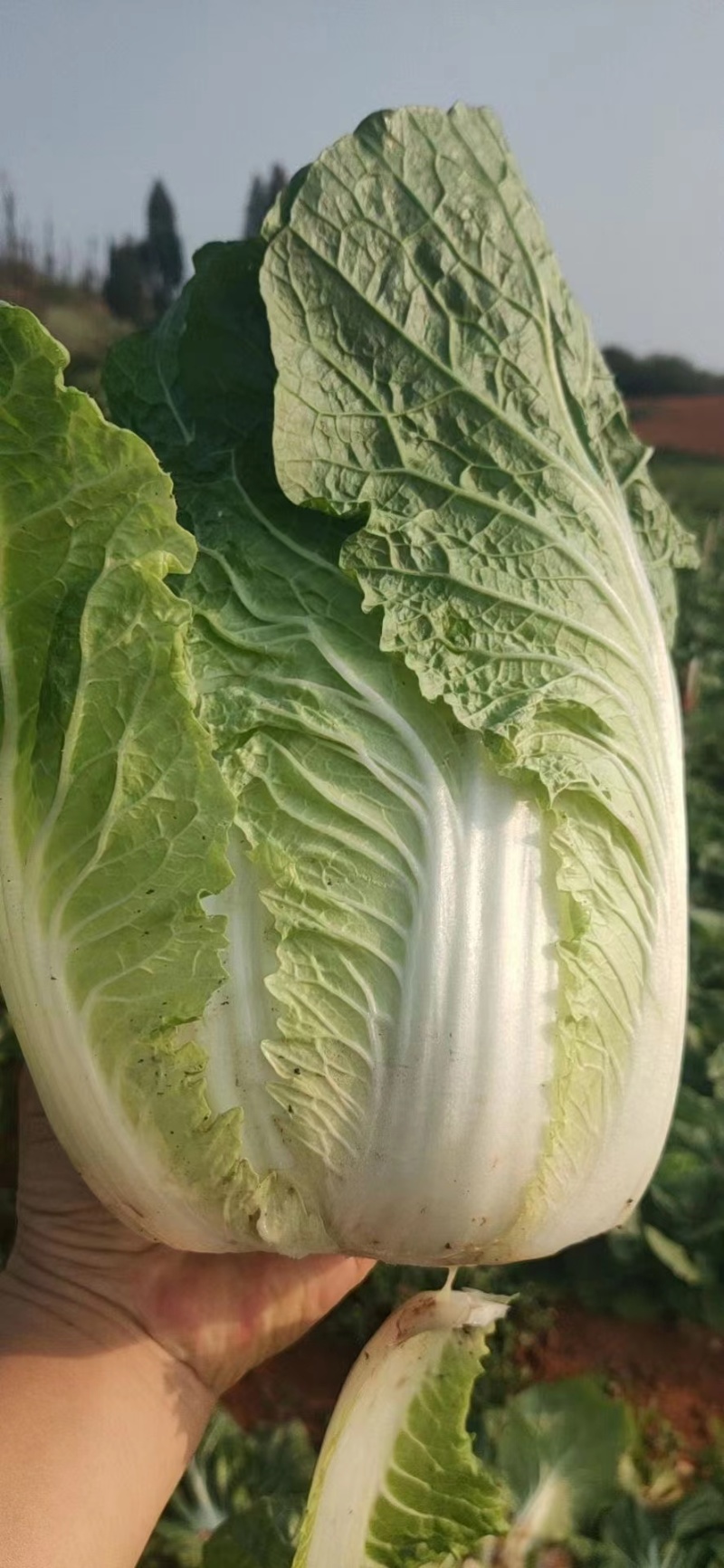 精品白菜黄心白菜货源充足量大从优质量保证欢迎咨询