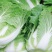 精品白菜黄心白菜货源充足量大从优质量保证欢迎咨询