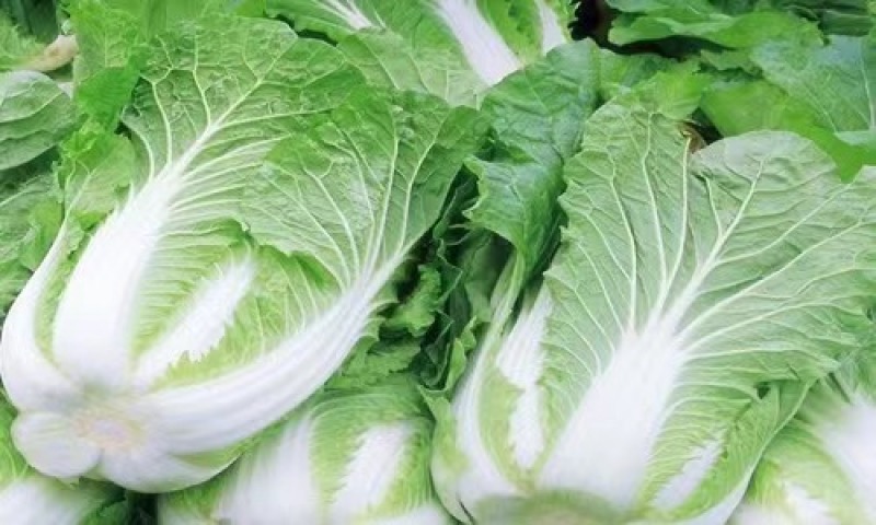 精品白菜黄心白菜货源充足量大从优质量保证欢迎咨询