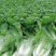 精品白菜黄心白菜货源充足量大从优质量保证欢迎咨询