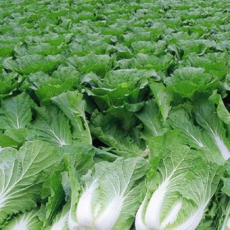 精品白菜黄心白菜货源充足量大从优质量保证欢迎咨询