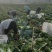 精品白菜黄心白菜货源充足量大从优质量保证欢迎咨询
