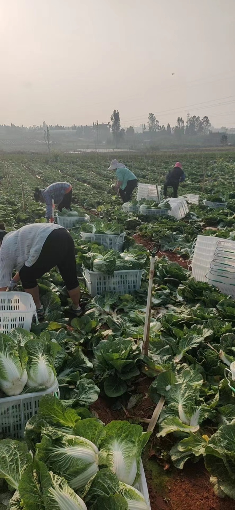 精品白菜黄心白菜货源充足量大从优质量保证欢迎咨询