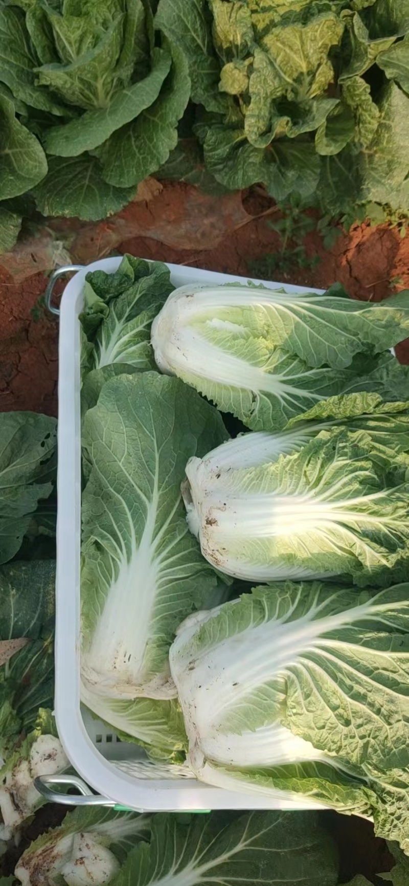 精品白菜黄心白菜货源充足量大从优质量保证欢迎咨询