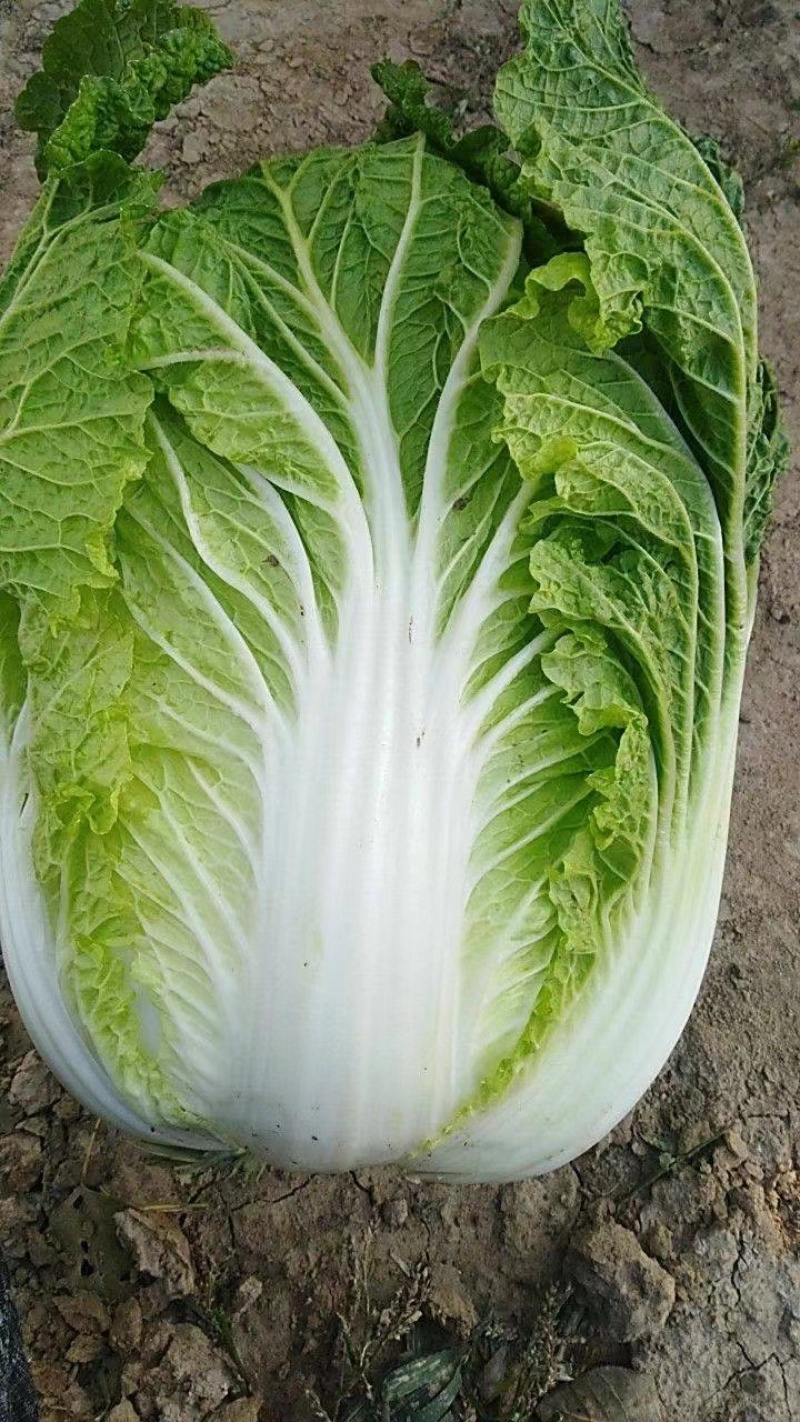 精品白菜黄心白菜货源充足量大从优质量保证欢迎咨询