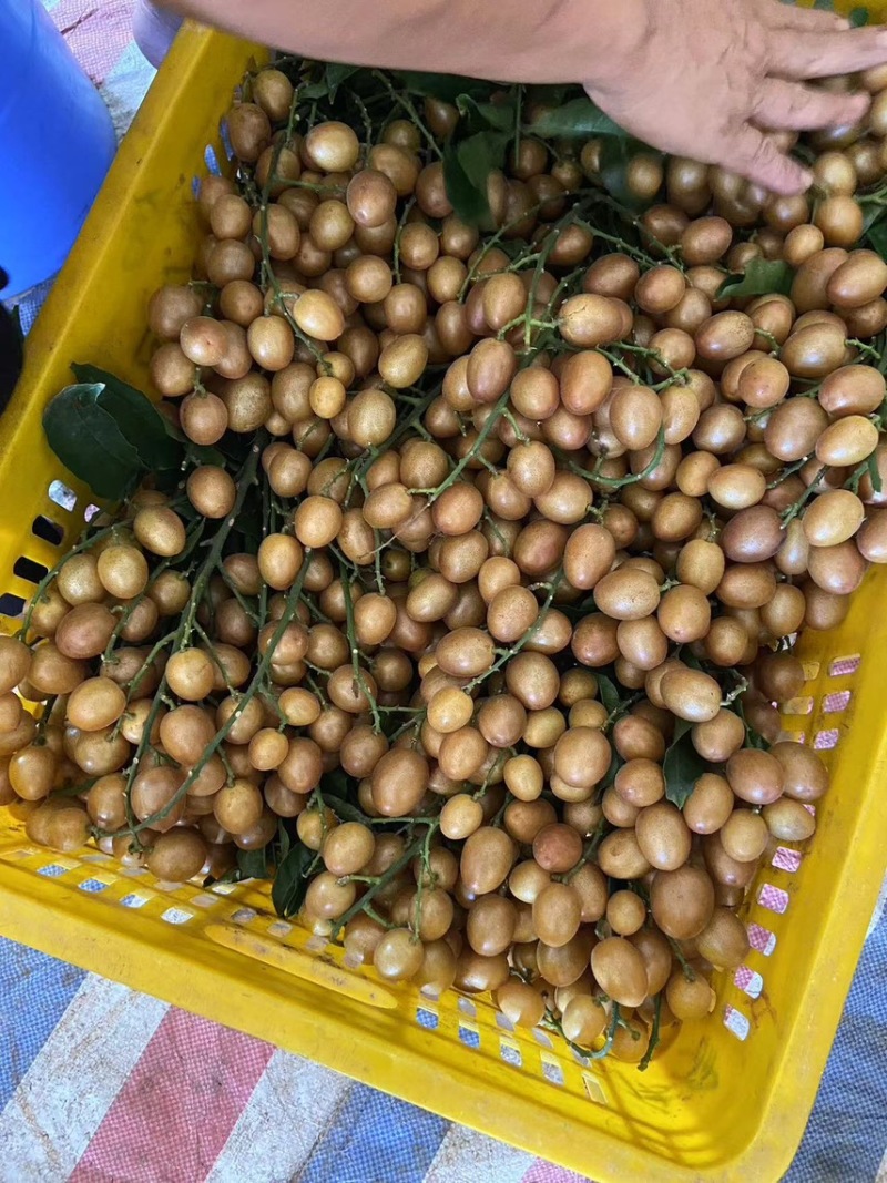 广西黄皮果黑金刚黄皮贵妃黄皮圆果黄皮产地供应！