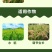 3%赤霉酸植物生长调节剂保花保果增产增收拉长果穗