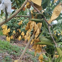 白象牙芒果