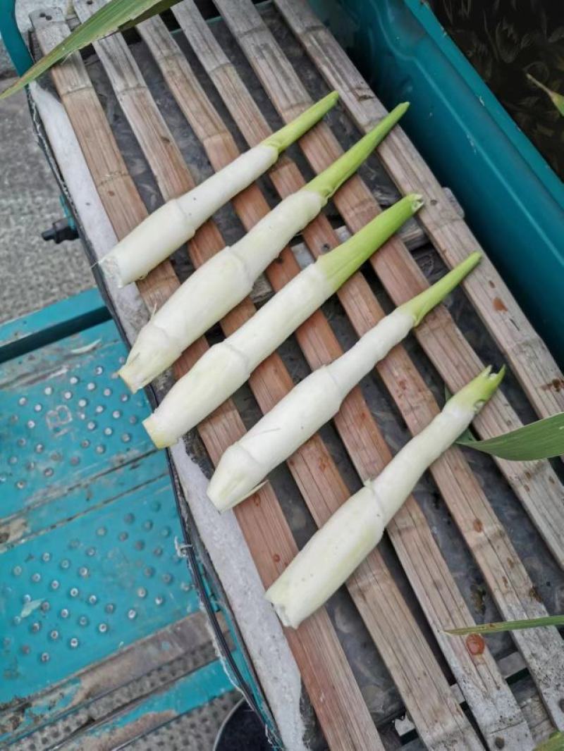 茭白美人茭/大量供应/产地直发/品质保障/批发量大优惠