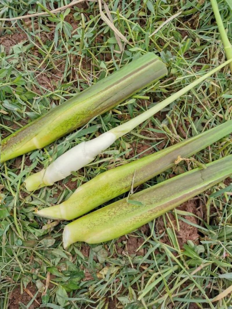 茭白美人茭/大量供应/产地直发/品质保障/批发量大优惠