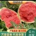 西瓜，精品美都，口感脆甜，个大皮薄红壤，可发货
