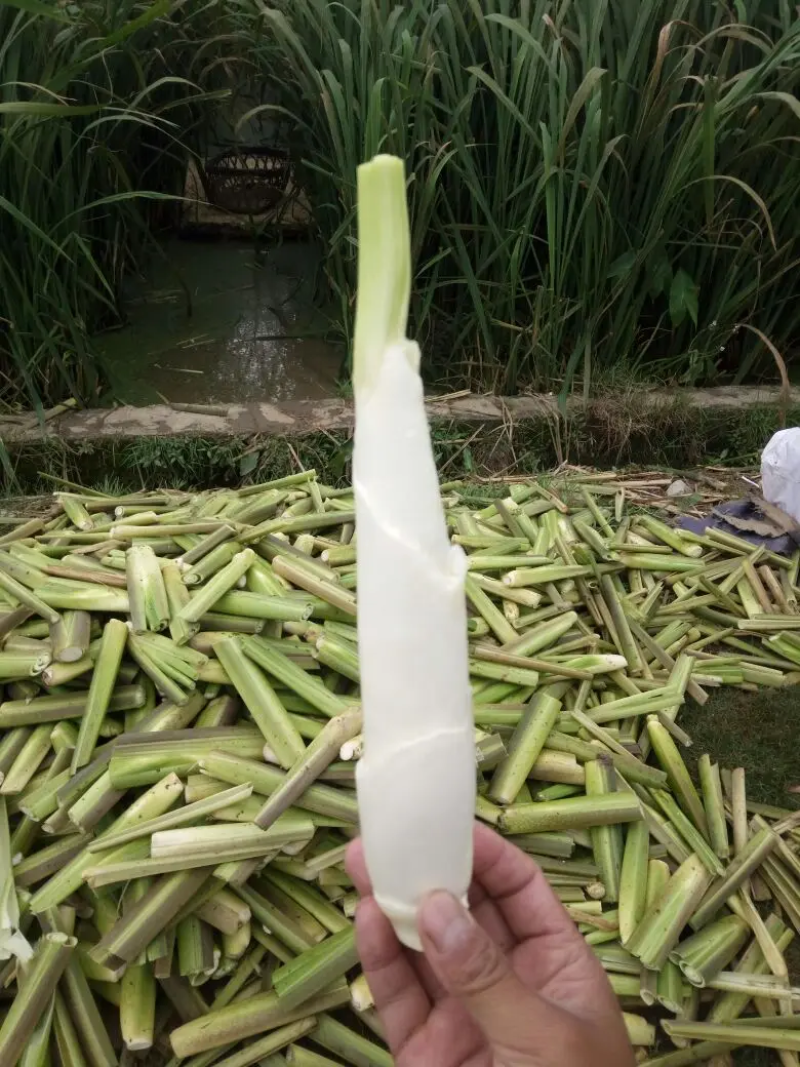 茭白双季茭白/云南产地直发/保质保量/可视频看货验货