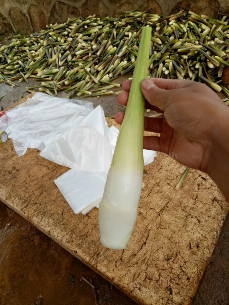 茭白双季茭白/云南产地直发/保质保量/可视频看货验货