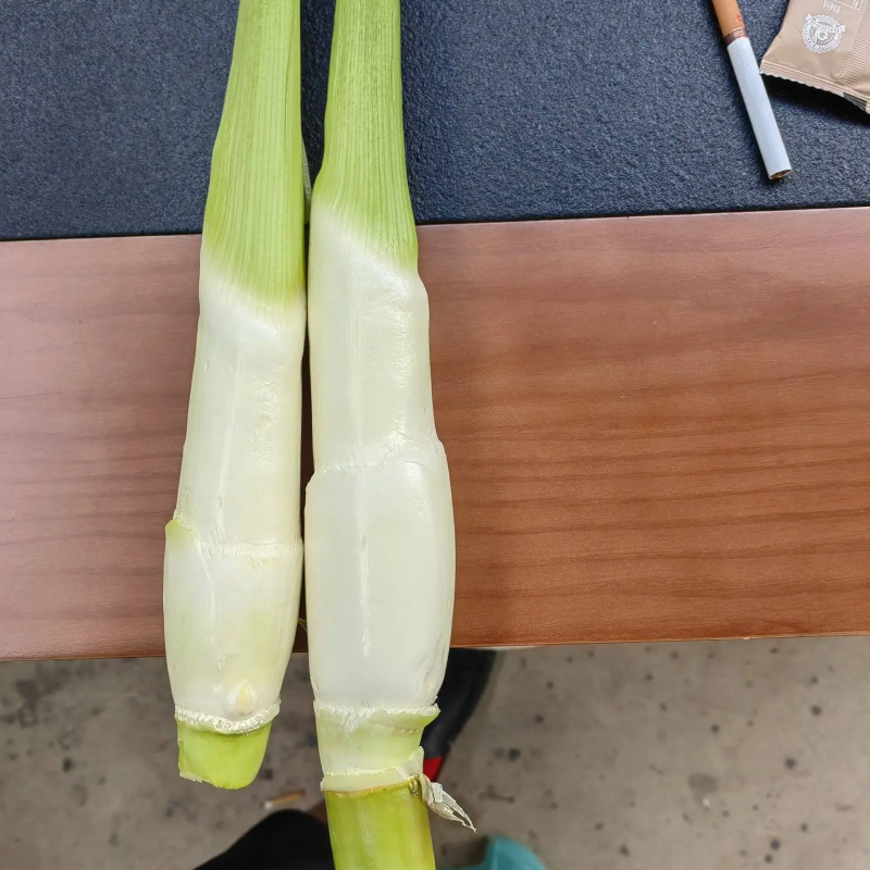 茭白双季茭白/云南产地直发/保质保量/可视频看货验货