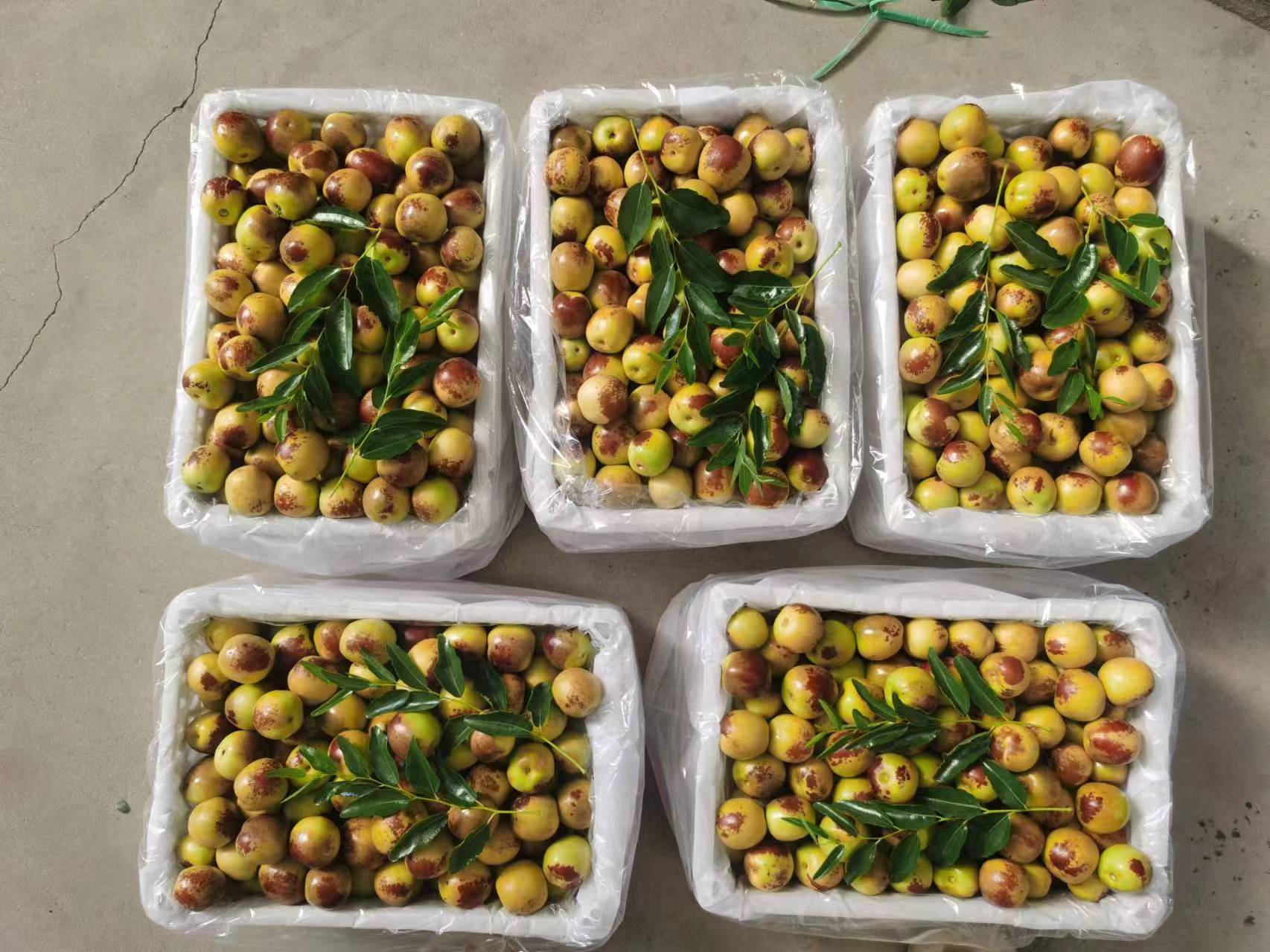 现代化冬枣分拣包装车间实景,工人正在操作自动化分级设备对冬枣进行大小筛选,传送带上不同规格果实有序流动,背景为贴有‘大荔冬枣’地理标志的纸箱堆叠,冷藏车准备装运,体现标准化、品牌化运作流程 冬枣包装与物流场景图