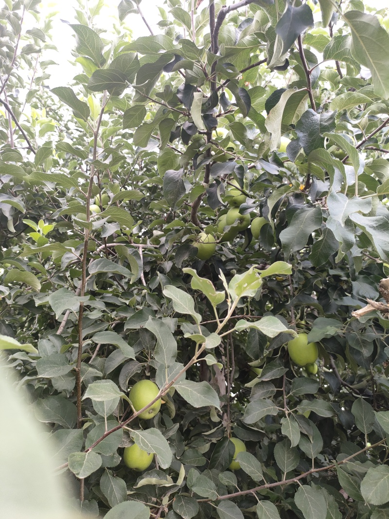 华硕红苹果