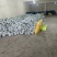 甘蓝大量上市中，产地直供，品质保障欢迎采购