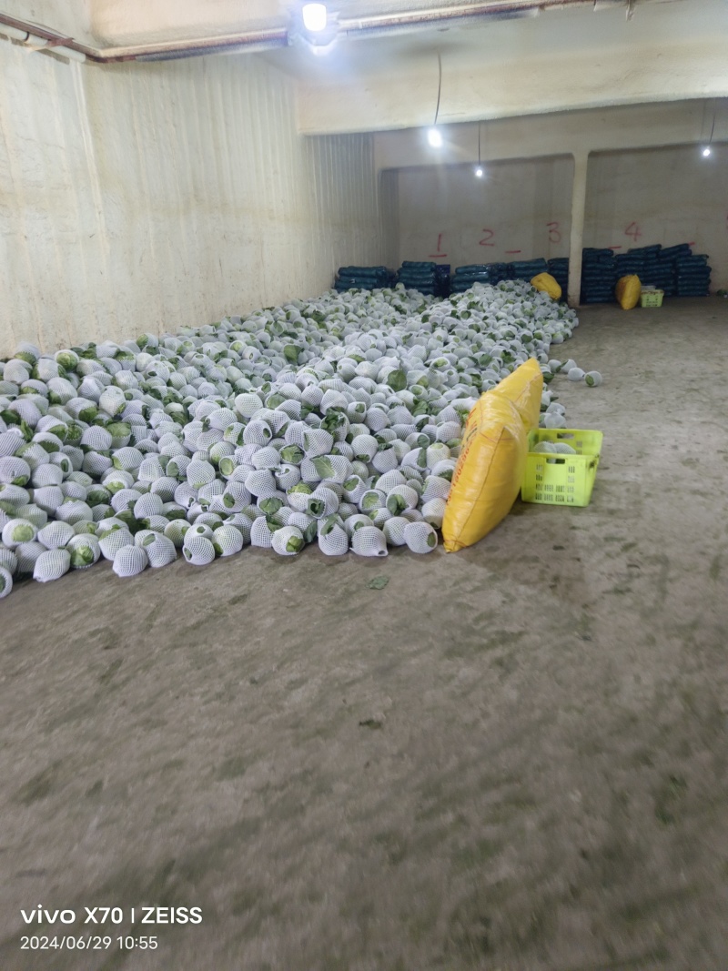 甘蓝大量上市中，产地直供，品质保障欢迎采购