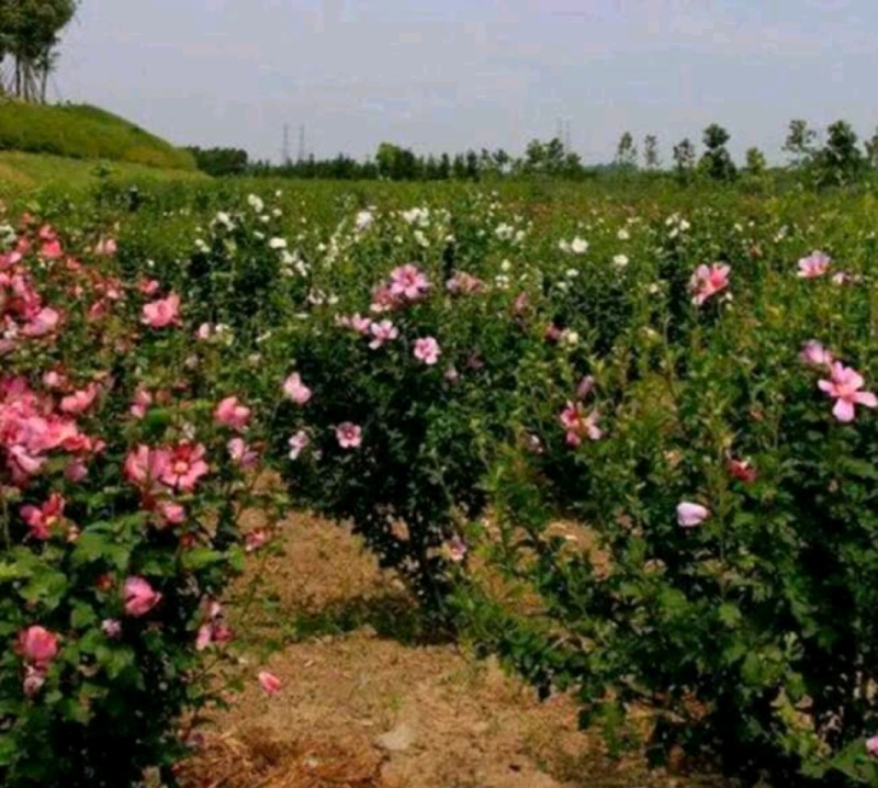 木槿木槿树木槿基地高杆直径1-15厘米以上各种规格