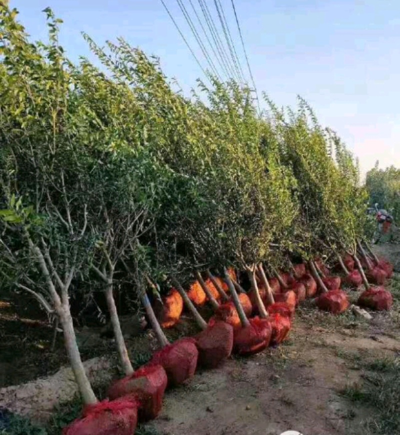 木槿木槿树木槿基地高杆直径1-15厘米以上各种规格