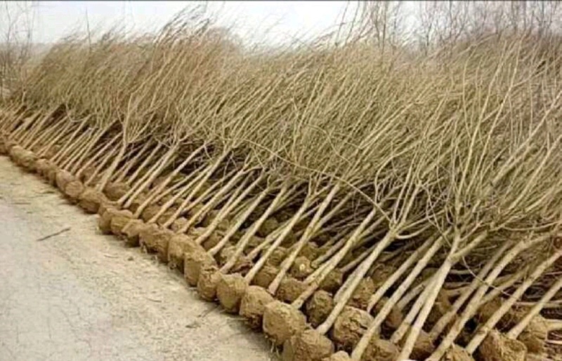 木槿木槿树木槿基地高杆直径1-15厘米以上各种规格
