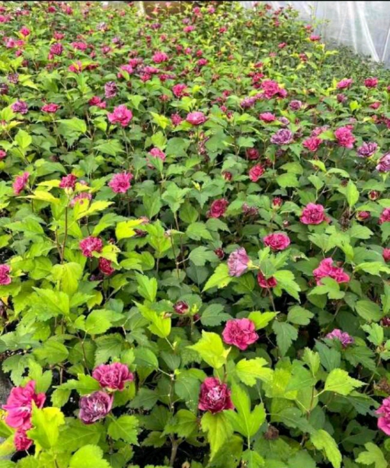 木槿木槿树木槿基地高杆直径1-15厘米以上各种规格