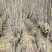 木槿木槿树木槿基地高杆直径1-15厘米以上各种规格