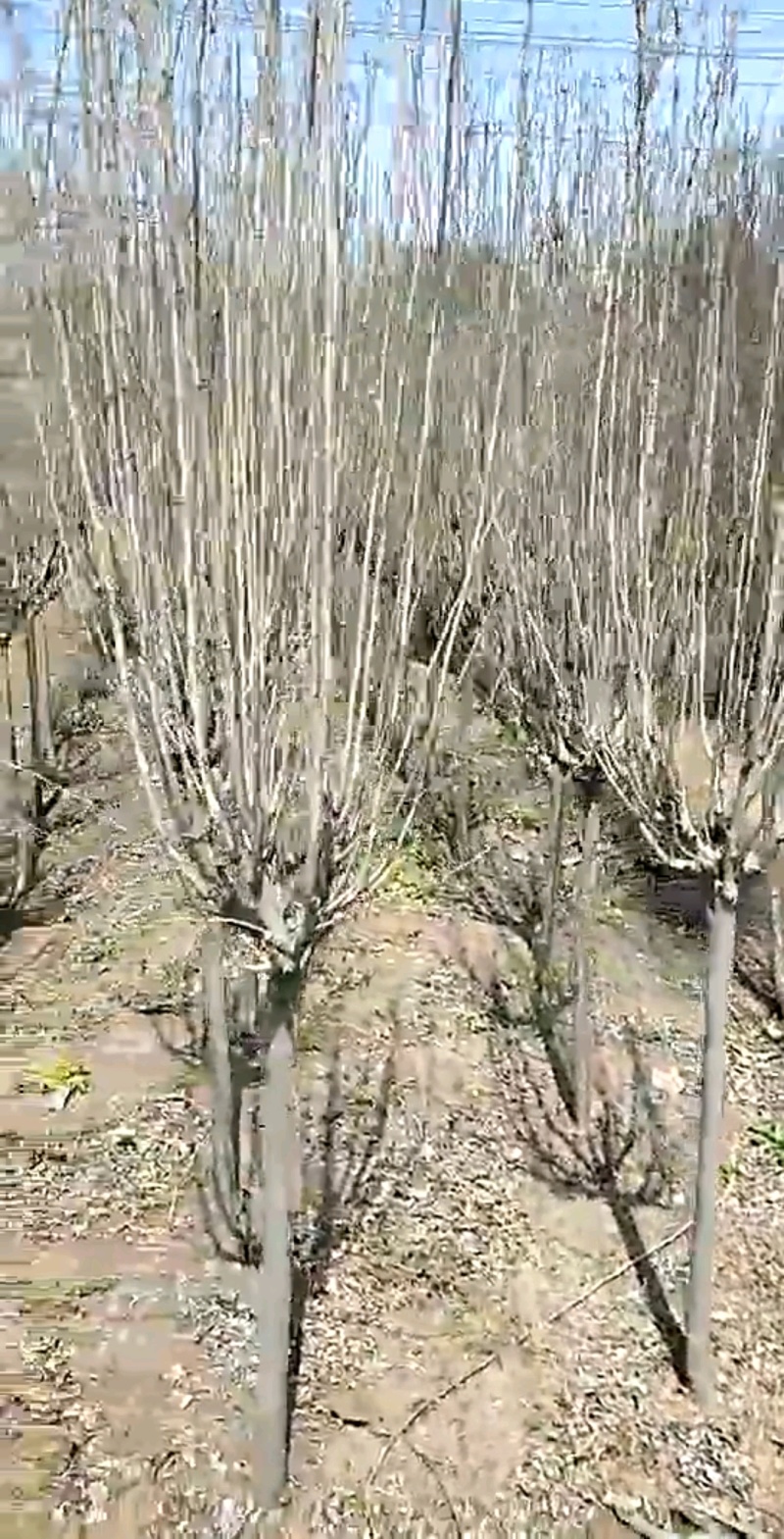 木槿木槿树木槿基地高杆直径1-15厘米以上各种规格