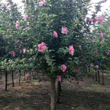 木槿木槿树木槿基地高杆直径1-15厘米以上各种规格