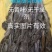 福建特干海带