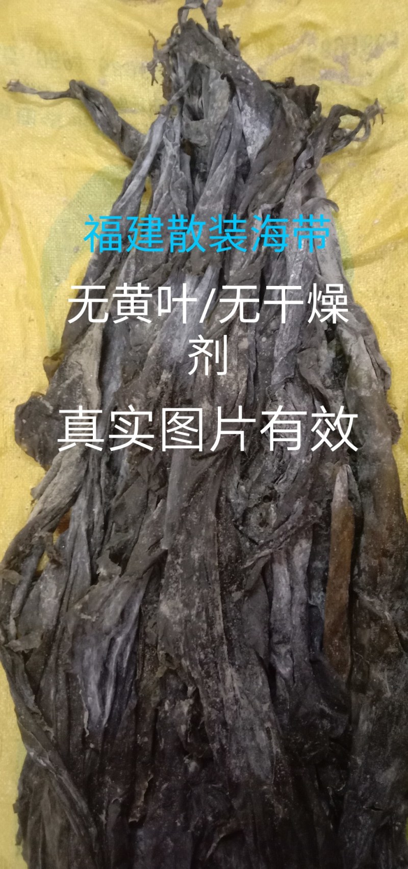 福建特干海带