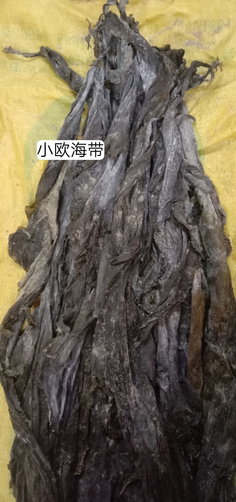 福建特干海带