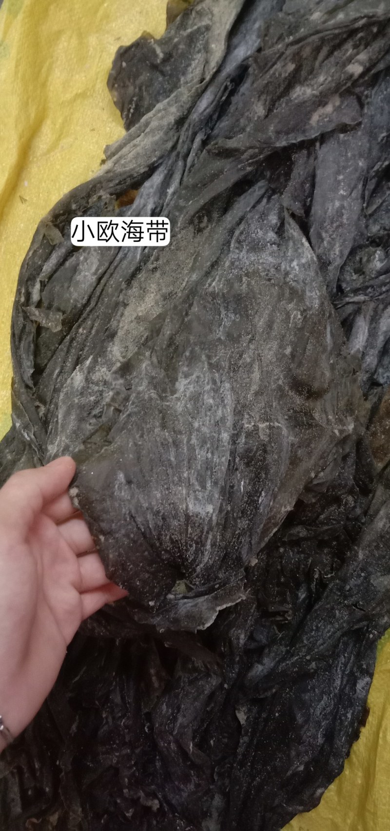 福建特干海带