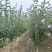 木槿木槿树木槿基地高杆直径1-15厘米以上各种规格