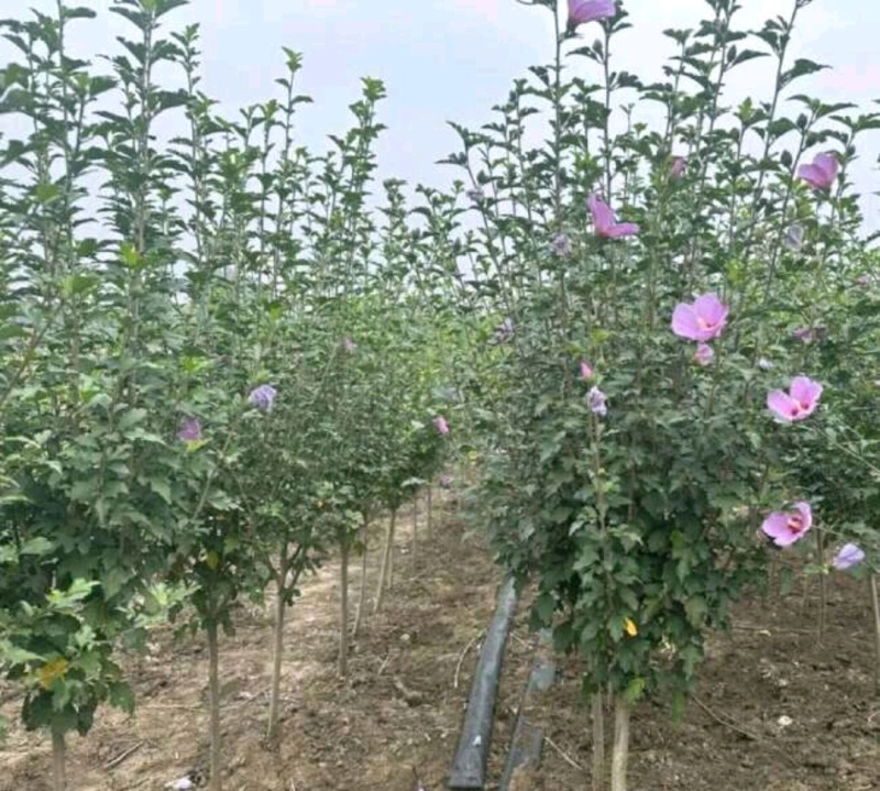 木槿木槿树木槿基地高杆直径1-15厘米以上各种规格
