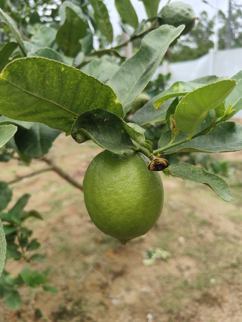 香水柠檬