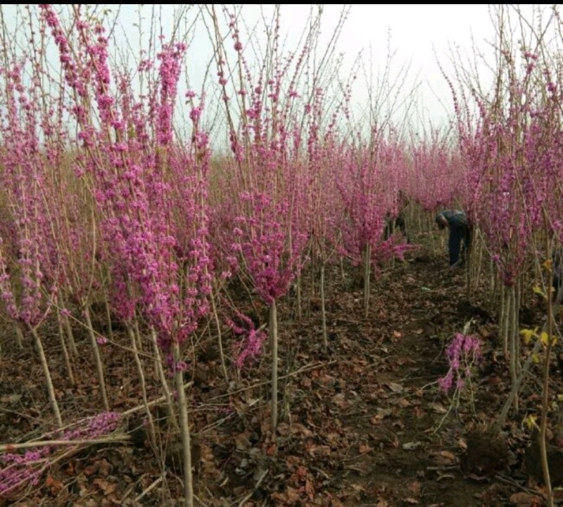 紫荆紫荆树各种规格直径2-15厘米基地直供